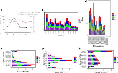 Characterization of circRNA–miRNA–mRNA networks regulating oxygen utilization in type II alveolar epithelial cells of Tibetan pigs